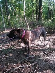 Presa Canario-Unknown Mix Dogs for adoption in O Fallon, MO, USA