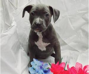 Bullboxer Pit Dogs for adoption in Find us on Facebook- MARS of Illinois, Murphysboro, IL, USA