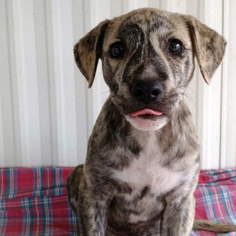 Medium Photo #1 American Pit Bull Terrier-Labrador Retriever Mix Puppy For Sale in San Diego, CA, USA