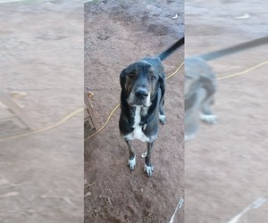 Irish Dane Dogs for adoption in Bullard, TX, USA