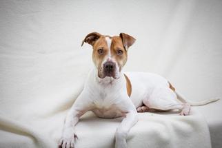 American Pit Bull Terrier-Unknown Mix Dogs for adoption in Danville, IN, USA