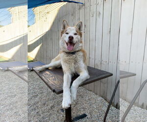- Mix Dogs for adoption in New Orleans, LA, USA