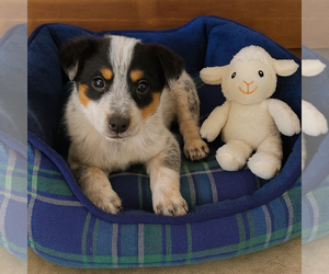 Mutt Dogs for adoption in Mt. Laurel, NJ, USA