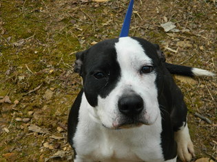 Medium Photo #1 Bulldog Puppy For Sale in Randleman, NC, USA
