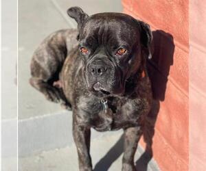French Bulldog-Staffordshire Bull Terrier Mix Dogs for adoption in Long Beach, CA, USA
