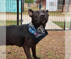 American Staffordshire Terrier-Unknown Mix Dogs for adoption in San Antonio, TX, USA