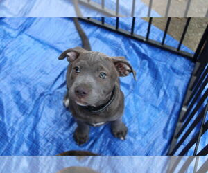 American Pit Bull Terrier-American Staffordshire Terrier Mix Dogs for adoption in Holly Springs, NC, USA