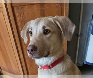 Golden Labrador Dogs for adoption in Wheaton, IL, USA