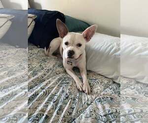 American Bulldog-Unknown Mix Dogs for adoption in New Oxford , PA, USA