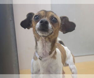 Chihuahua Dogs for adoption in Martinez, CA, USA
