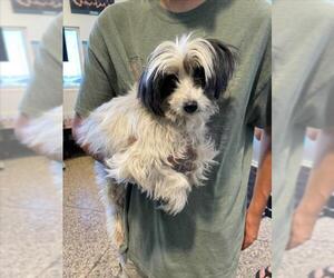 Maltese-Unknown Mix Dogs for adoption in Tracy, CA, USA