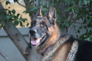 German Shepherd Dog Dogs for adoption in Beverly Hills, CA, USA