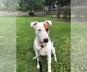 Bull Terrier-Unknown Mix Dogs for adoption in Alvin, TX, USA