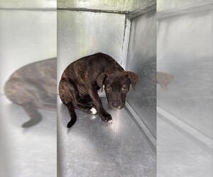 American Pit Bull Terrier-Unknown Mix Dogs for adoption in Waco, TX, USA