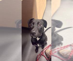 Labrador Retriever Dogs for adoption in Corpus Christi, TX, USA