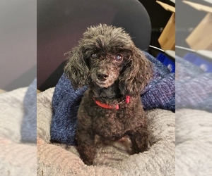 Poodle (Toy) Dogs for adoption in Candler, NC, USA