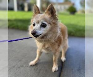Chihuahua-Unknown Mix Dogs for adoption in Camarillo, CA, USA
