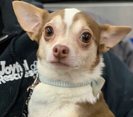 Chihuahua Dogs for adoption in Cuba, NY, USA