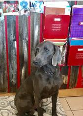 Weimaraner Dogs for adoption in Euless, TX, USA