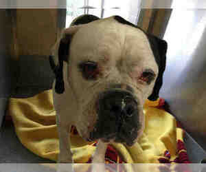 American Bulldog Dogs for adoption in Orange, CA, USA
