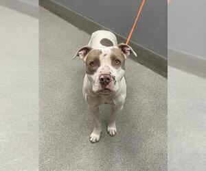 American Pit Bull Terrier-Unknown Mix Dogs for adoption in Las Vegas, NV, USA