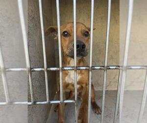 American Pit Bull Terrier-Redbone Coonhound Mix Dogs for adoption in Oklahoma City, OK, USA