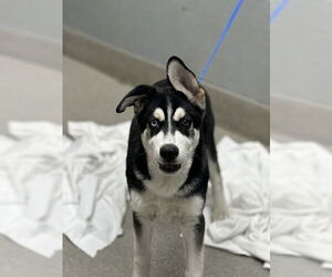 Siberian Husky-Unknown Mix Dogs for adoption in Las Vegas, NV, USA