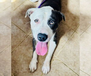 American Pit Bull Terrier-American Staffordshire Terrier Mix Dogs for adoption in Waldron, AR, USA