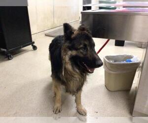 German Shepherd Dog Dogs for adoption in Riverside, CA, USA