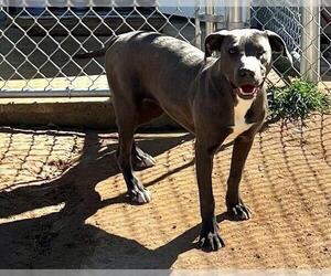 American Pit Bull Terrier-Unknown Mix Dogs for adoption in Augusta, GA, USA