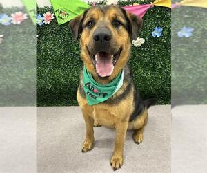 German Shepherd Dog-Mastiff Mix Dogs for adoption in Grasswood, Saskatchewan, Canada