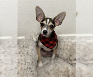 Italian Greyhuahua Dogs for adoption in Phoenix, AZ, USA