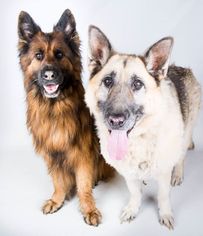 German Shepherd Dog-Unknown Mix Dogs for adoption in Whitestone, NY, USA