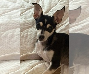 Chihuahua-Unknown Mix Dogs for adoption in Gulfport, MI, USA