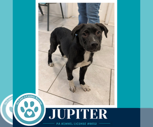 Labrador Retriever-Unknown Mix Dogs for adoption in Kimberton, PA, USA