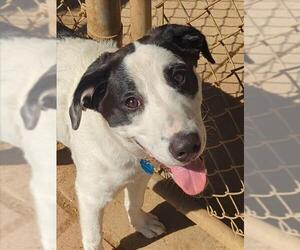 Border Collie-Unknown Mix Dogs for adoption in Plano, TX, USA