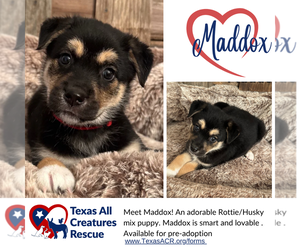 Huskies -Rottweiler Mix Dogs for adoption in Lillian, TX, USA