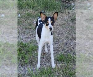Rat Terrier-Unknown Mix Dogs for adoption in San Antonio, TX, USA