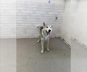 Siberian Husky Dogs for adoption in San Bernardino, CA, USA