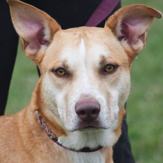 Labrador Retriever-Unknown Mix Dogs for adoption in Huntley, IL, USA