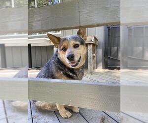 Australian Cattle Dog Dogs for adoption in Gilbert, AZ, USA