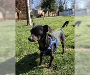 Miniature Pinscher-Unknown Mix Dogs for adoption in Redding, CA, USA