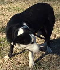 Border Collie-Unknown Mix Dogs for adoption in Jefferson, TX, USA