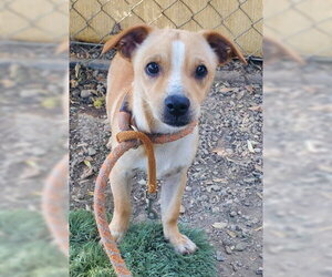 Chihuahua-Unknown Mix Dogs for adoption in Ventura, CA, USA