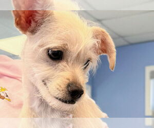 Chihuahua-Unknown Mix Dogs for adoption in Cliffwood, NJ, USA