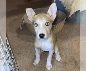 Alaskan Klee Kai Dogs for adoption in Mouth Of Wilson, VA, USA