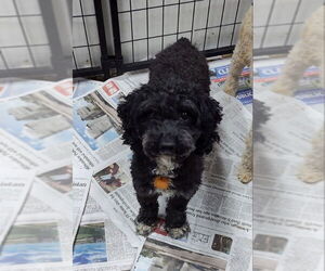 Poodle (Miniature) Dogs for adoption in Mukwonago, WI, USA