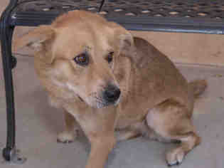 Golden Retriever Dogs for adoption in Ojai, CA, USA
