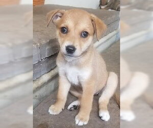 Mutt Dogs for adoption in Tabernash, CO, USA