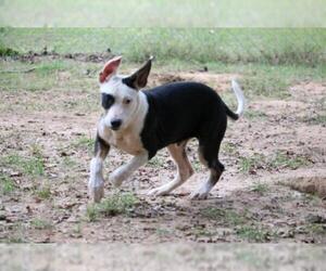 Bordernese Dogs for adoption in Warwick, RI, USA